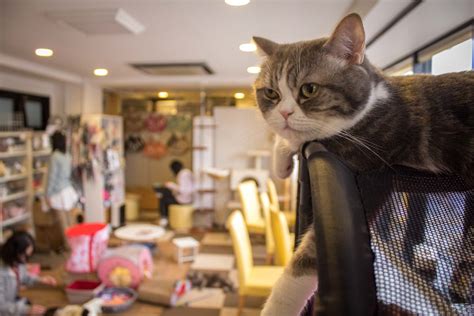 ジャズ喫茶 東京 そして、なぜ猫はジャズを好むのか？